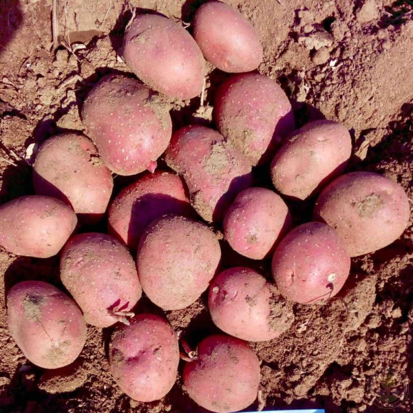 Картопля Балтік Роуз – середньопізній сорт з високим урожаєм | Купити в Україні