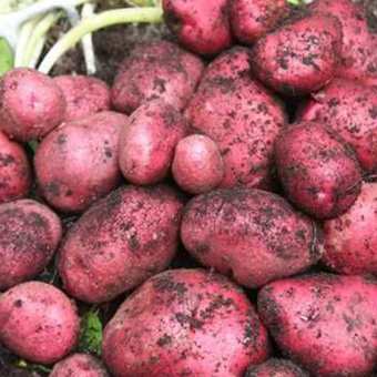 Насіннєва картопля Фламенко – нідерландський сорт, червоні бульби, висока врожайність Насіннєва картопля Фламенко – нідерландський сорт, червоні бульби, висока врожайність