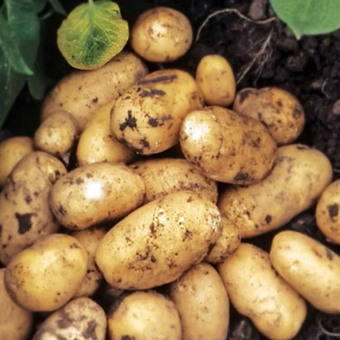 Гранада — Насіннєва картопля німецької селекції | Висока врожайність і жаростійкість Гранада — Насіннєва картопля німецької селекції | Висока врожайність і жаростійкість