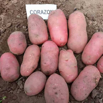 Насіннєва картопля Коразон – ранній німецький сорт, червоні бульби, висока врожайність