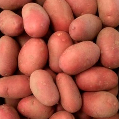 Лабела — Насіннєва картопля преміум сорту | Високий урожай, червона шкірка, відмінний смак