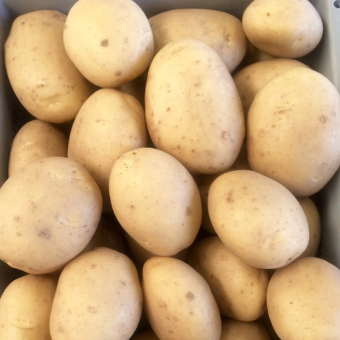 Лаперла — Насіннєва картопля першої репродукції | Раннє дозрівання та ніжний смак