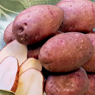 Бельмонда — Насіннєва картопля першої репродукції | Німецький сорт з високою врожайністю