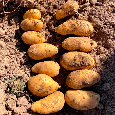 Раномі