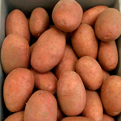 Ред Леді — Насіннєва картопля з Європи | Високий урожай та стійкість до хвороб