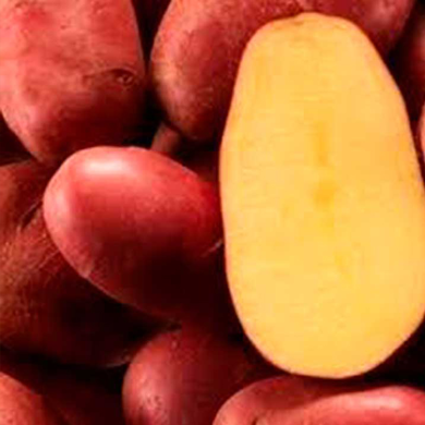 Насіннєва картопля Ред Скарлет – нідерландський сорт, червоні бульби, чудовий смак і врожайність