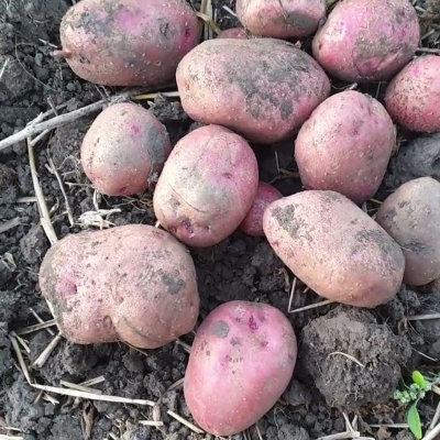 Рудольф