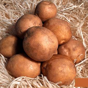 Насіннєва картопля Скарбниця – стабільна врожайність, стійкість до хвороб, чудовий смак