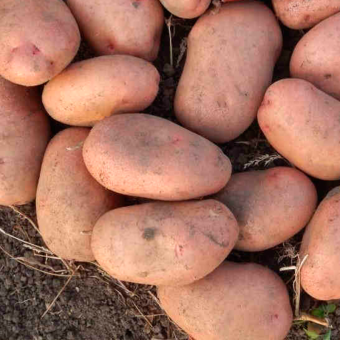 Насіннєва картопля Слов’янка – популярний український сорт, стабільна врожайність, чудові кулінарні властивості Насіннєва картопля Слов’янка – популярний український сорт, стабільна врожайність, чудові кулінарні властивості