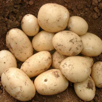 Вівіан — Насіннєва картопля надраннього сорту | Висока врожайність і світла м’якоть Вівіан — Насіннєва картопля надраннього сорту | Висока врожайність і світла м’якоть